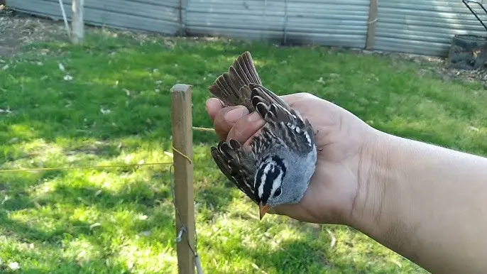 trampa para aves pequeñas - Cómo hago para atrapar un pájaro