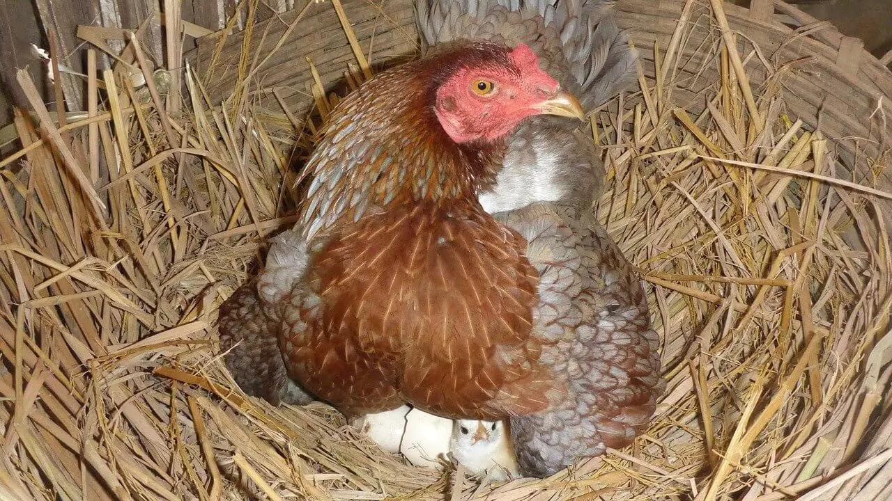 accion natural de las aves de incubar los huevos - Cómo incuban los huevos las aves