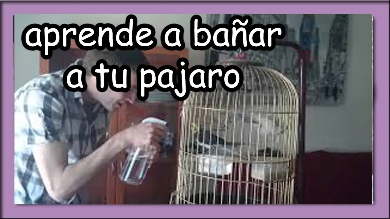 Cómo bañar un pájaro: consejos para mantener su higiene y salud - Cómo lavar el pajarito como bañar un pajaro - Cómo lavar el pajarito