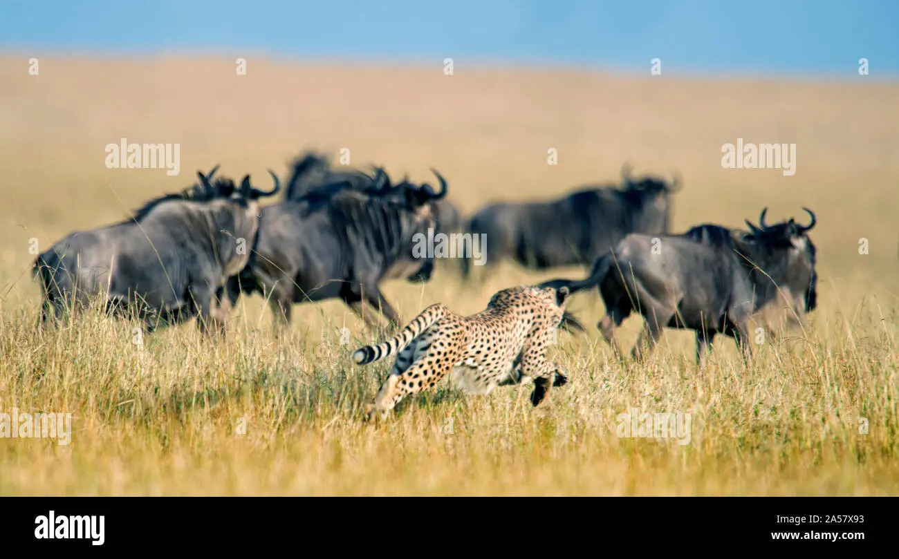 chita persiguiendo pajaros - Cómo le hacen los guepardos