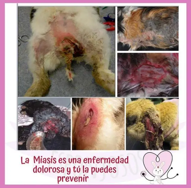 Ave con Miasis - Peligros y Tratamiento - Cómo limpiar una miasis ave con miasis - Cómo limpiar una miasis