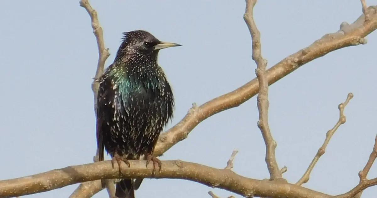 Ave Estornino Pinto: Una Especie Exótica Invasora en Argentina - Cómo llegó el estornino pinto a Argentina ave estornino pinto - Cómo llegó el estornino pinto a Argentina