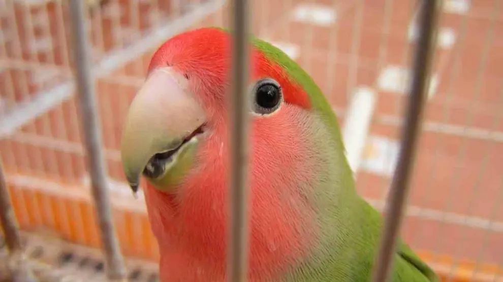 viajar con pajaros en el coche - Cómo llevar un pájaro en un autobús