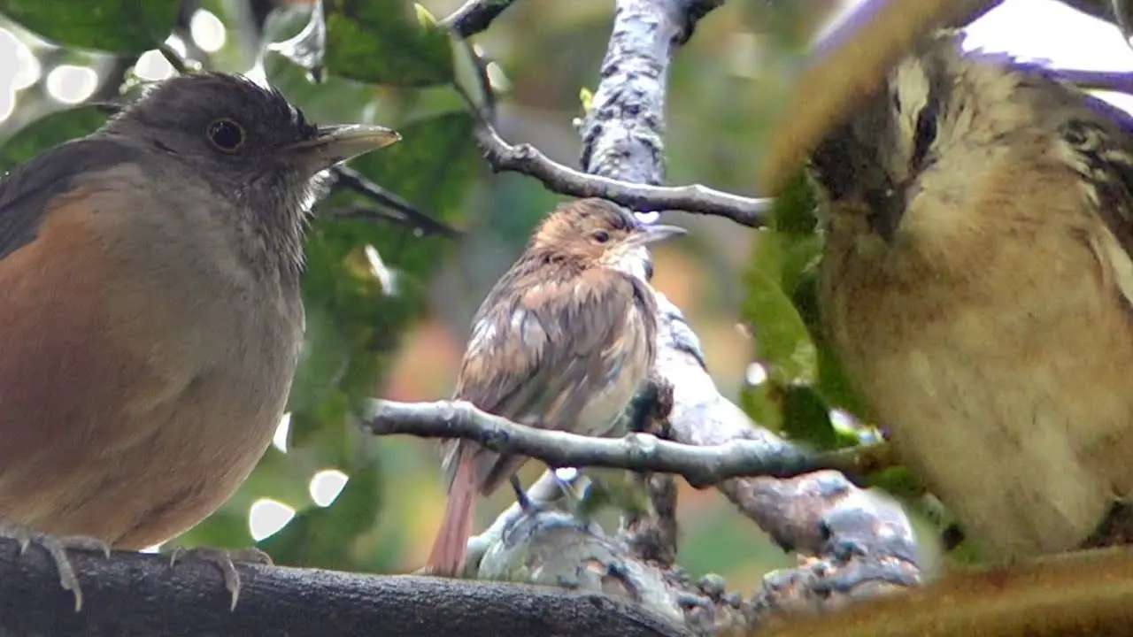 ¿Qué hacen las aves cuando llueve? - Como los pájaros saben que va a llover que hacen las aves cuando llueve - Como los pájaros saben que va a llover