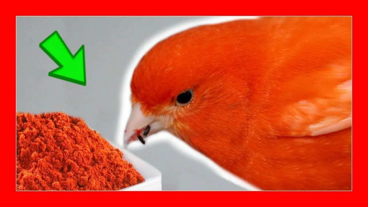 colorante rojo para pájaros - Cómo mantener el color rojo de los canarios