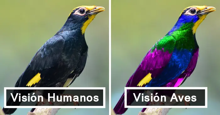 como ven las aves - Cómo nos ven los pájaros a los humanos