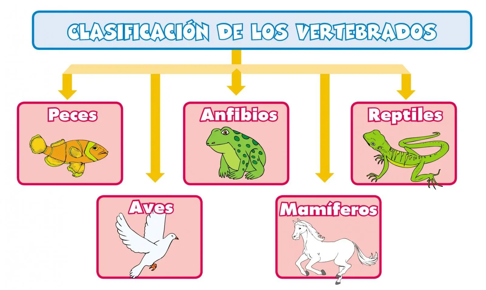 anfibios reptiles aves mamiferos - Cómo podemos diferenciar a un mamífero de un ave a un reptil de un anfibio