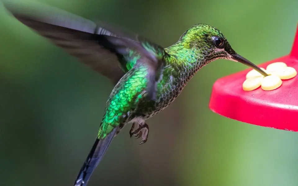 agua con azucar aves - Cómo preparar el agua con azúcar para los colibríes