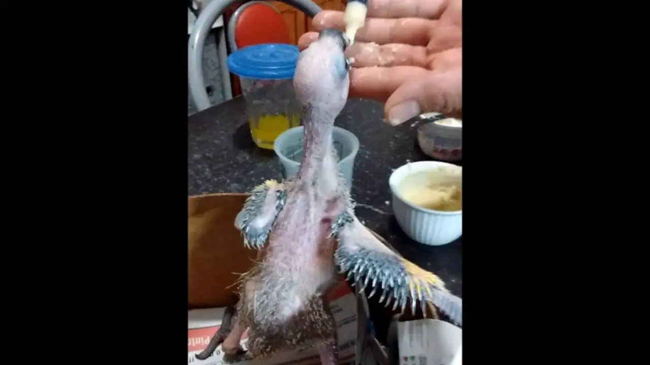 comida loro recien nacido banana - Cómo preparar Nestum para loros