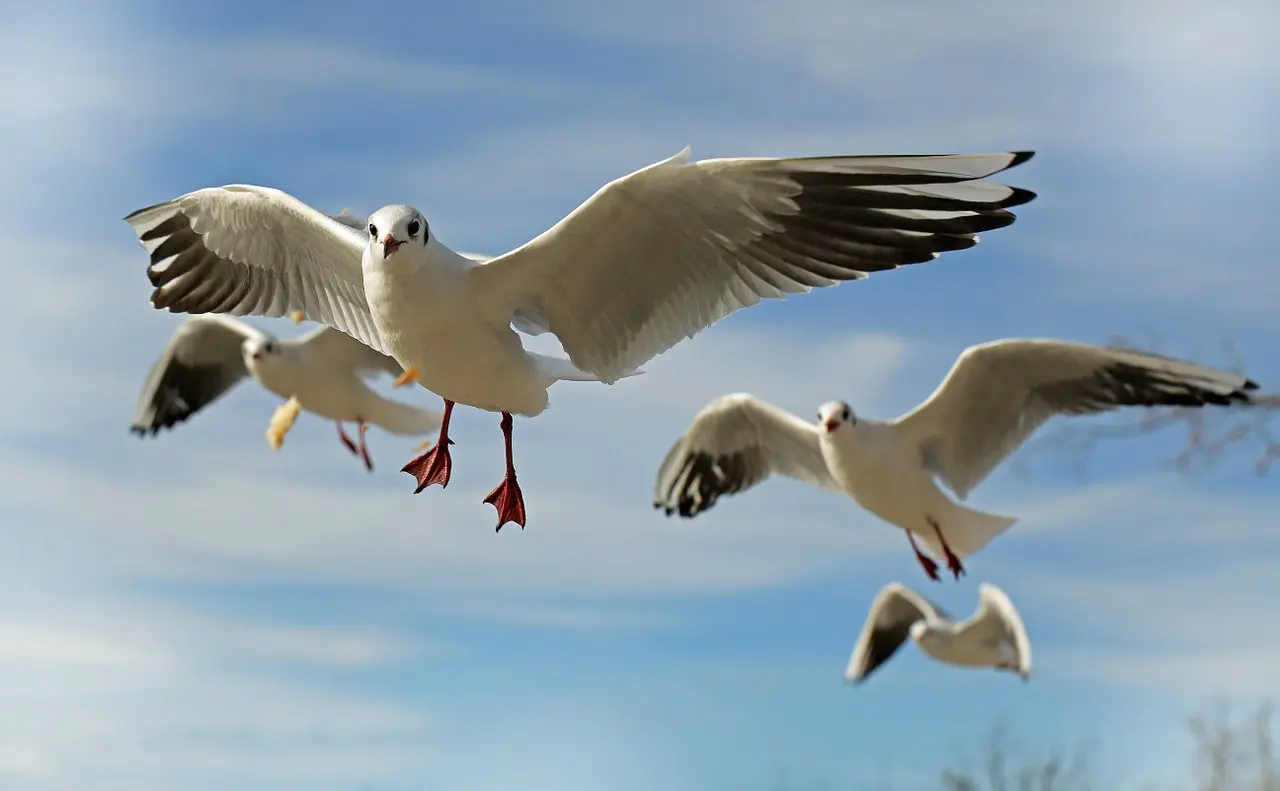 artefacto de preservacion de las aves - Cómo preservar un ave