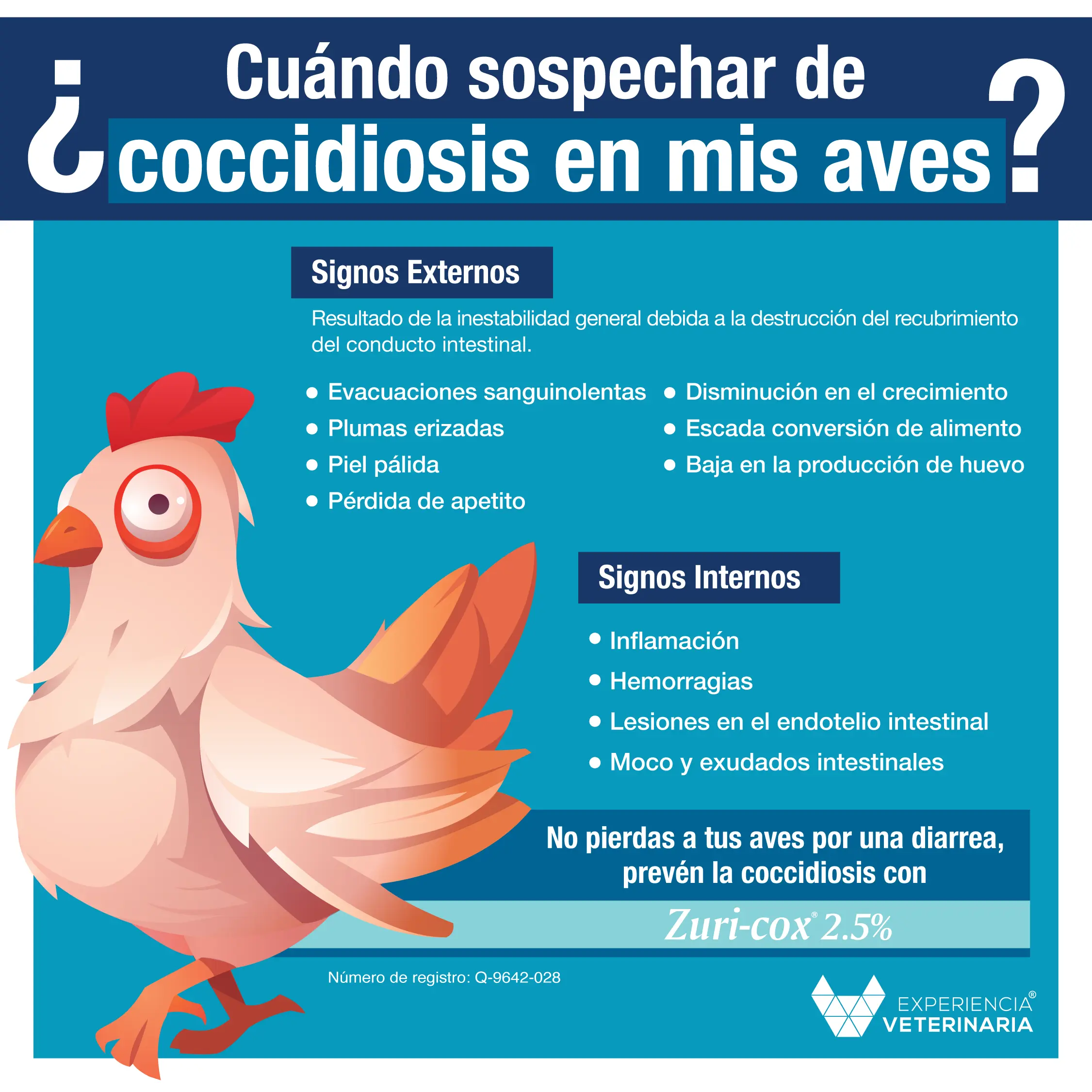 como prevenir la coccidiosis en aves - Cómo prevenir la Eimeria