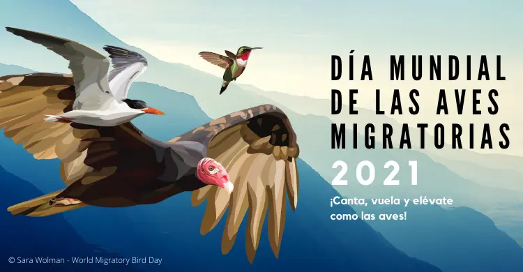 10 de mayo dia mundial de las aves migratorias - Cómo proteger a las aves migratorias