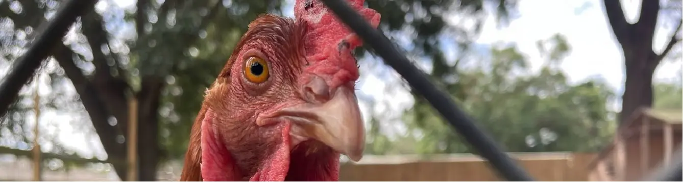 Animales terrestres que atacan a aves: Cómo proteger a tus aves de los depredadores terrestres - Cómo proteger a las gallinas de los depredadores animales terrestres que atacan a aves - Cómo proteger a las gallinas de los depredadores