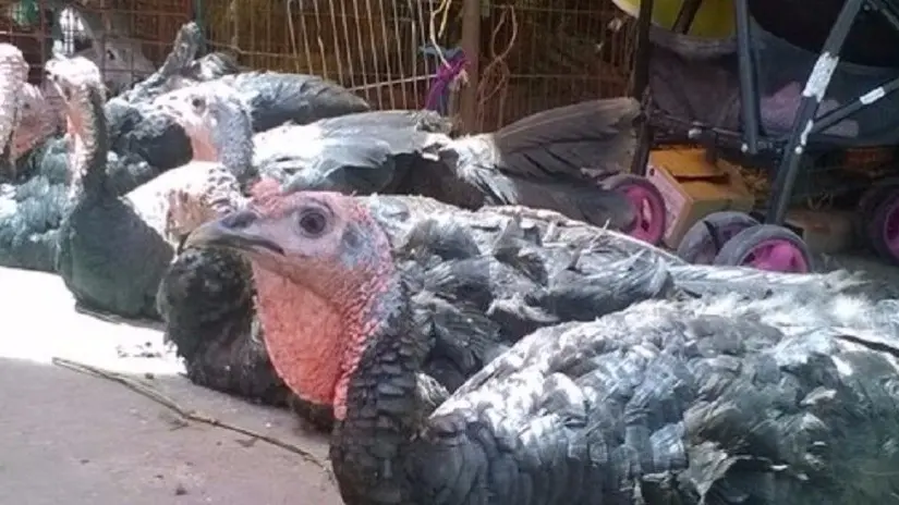 robo de aves de corral - Cómo proteger a las gallinas de los depredadores