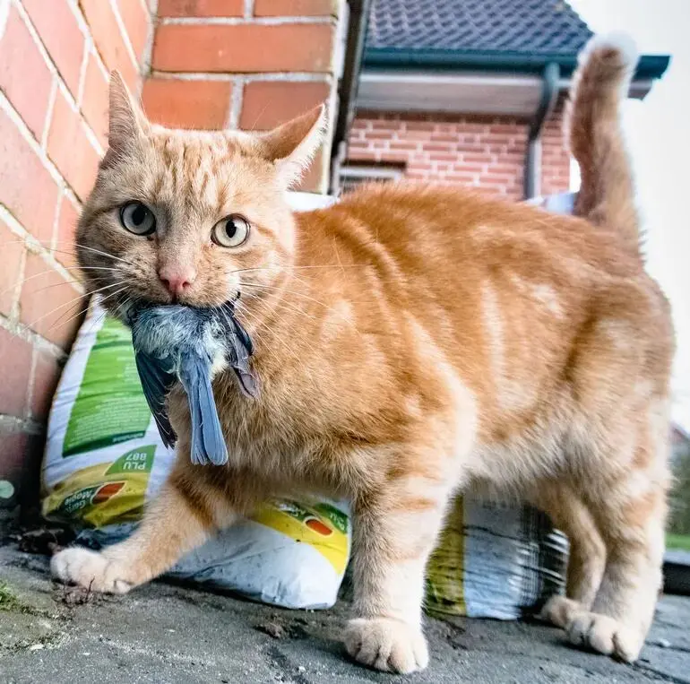 Aves amigas de gatos: cómo proteger a las aves y a tu felino - Cómo proteger a los pájaros de los gatos aves amigas de gatos - Cómo proteger a los pájaros de los gatos