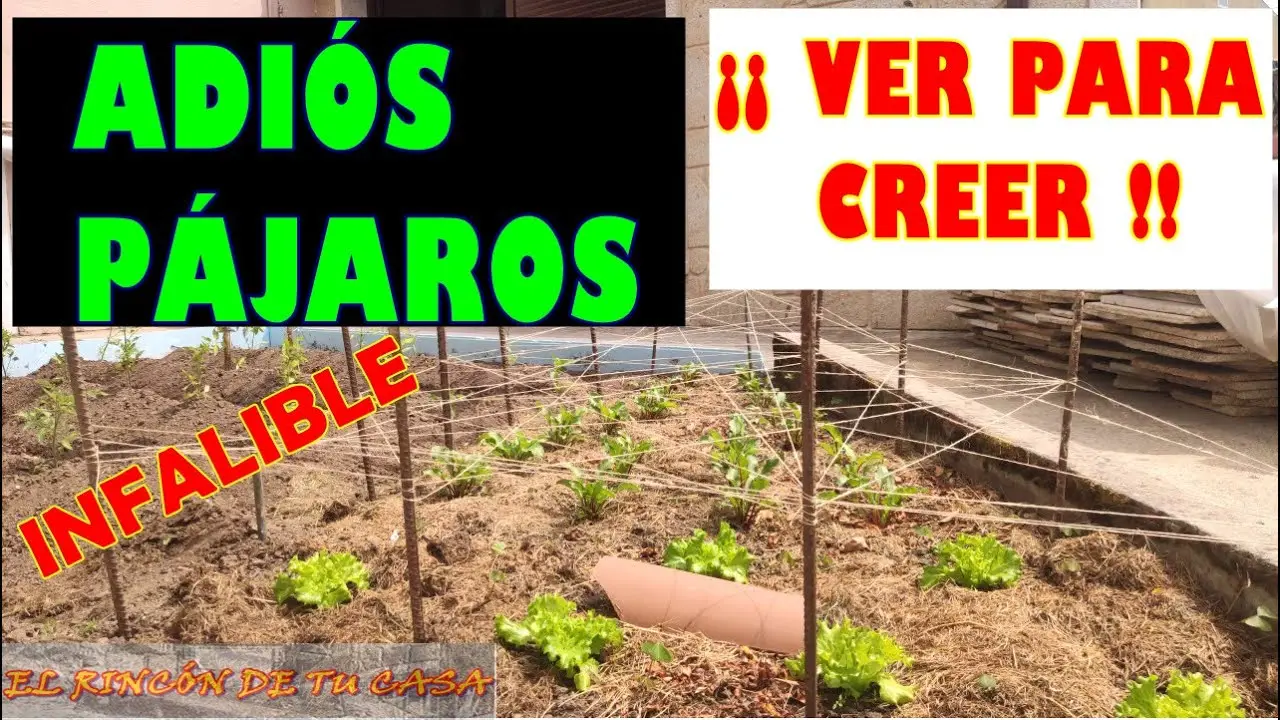 Cómo cubrir una huerta en casa de los pájaros - Cómo proteger las lechugas de los pájaros como cubrir una huerta en casa de los pajaros - Cómo proteger las lechugas de los pájaros