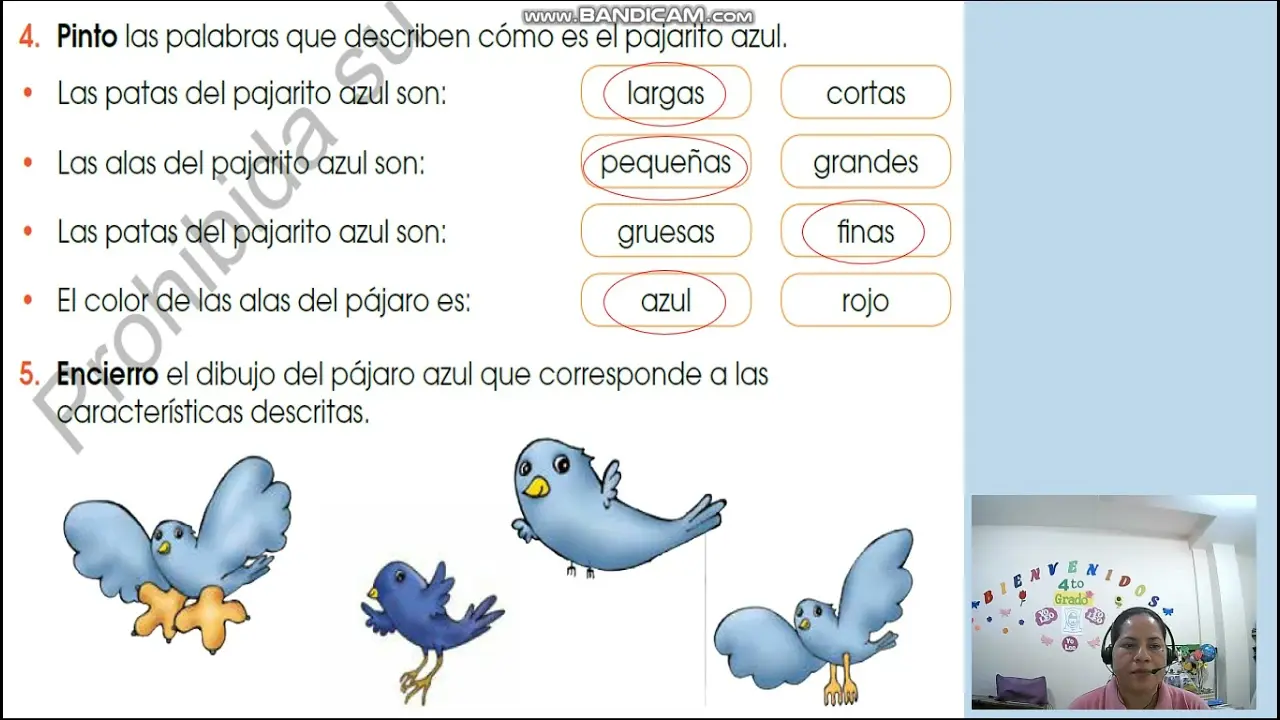 adjetivos que describan a un pajaro - Cómo puede ser un adjetivo calificativo