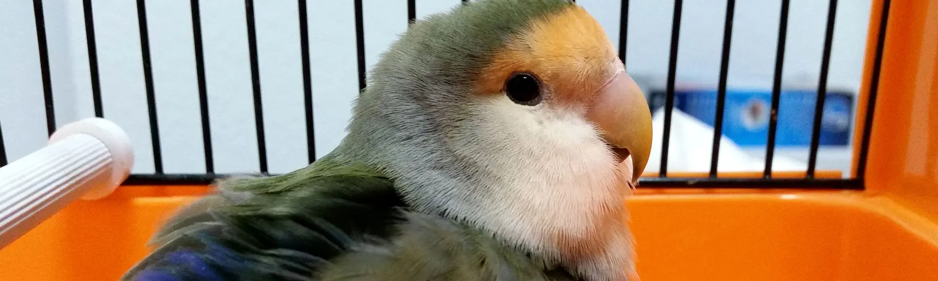 acciones de las aves frente a un estimulo - Cómo reaccionan los animales a los estímulos