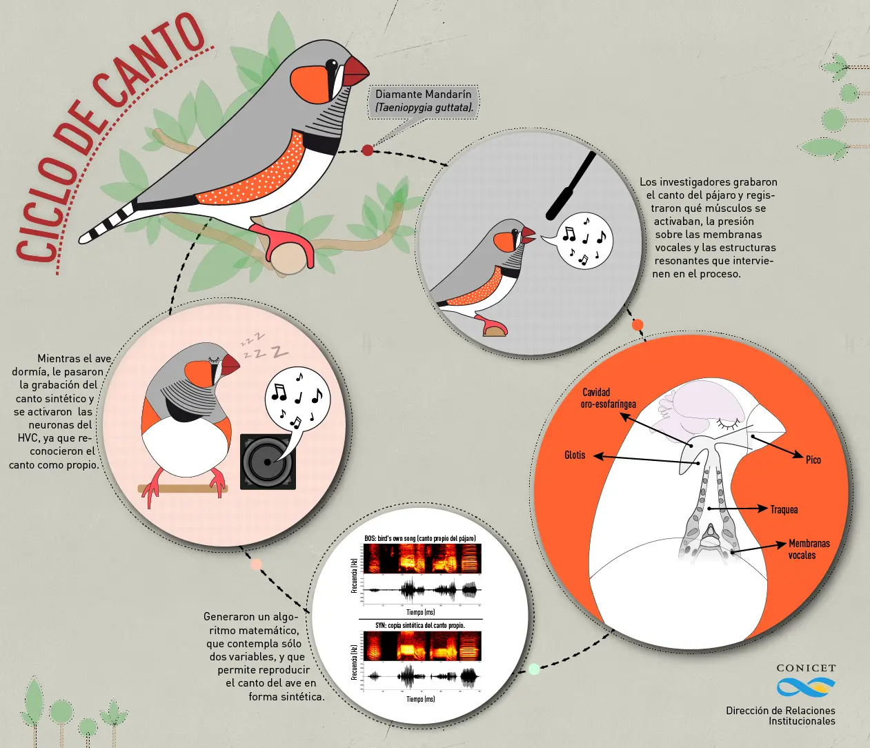 acciones de las aves frente a un estimulo - Cómo reaccionan los seres vivos ante los estímulos