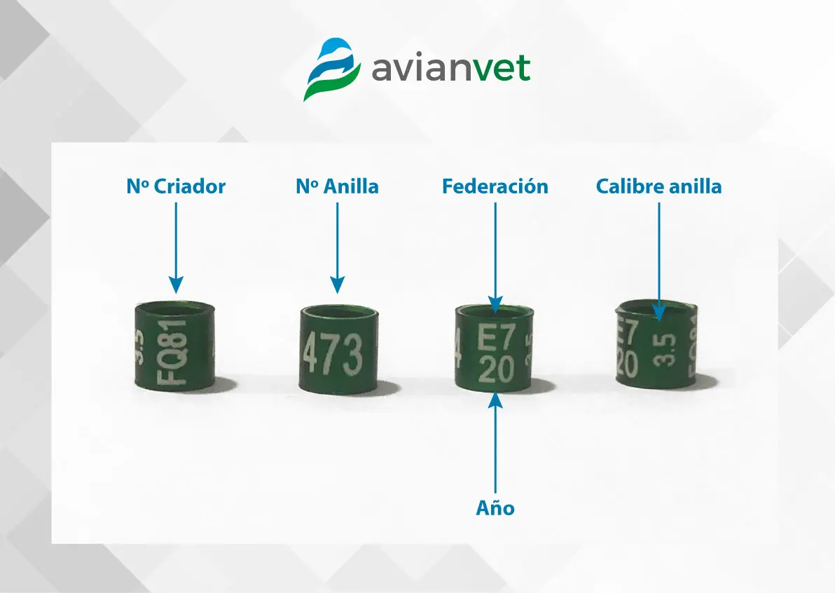 registro de aves anilladas - Cómo reportar una ave anillada