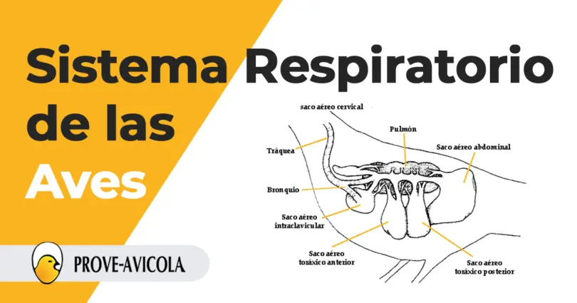 proceso de respiracion de las aves - Cómo respiran