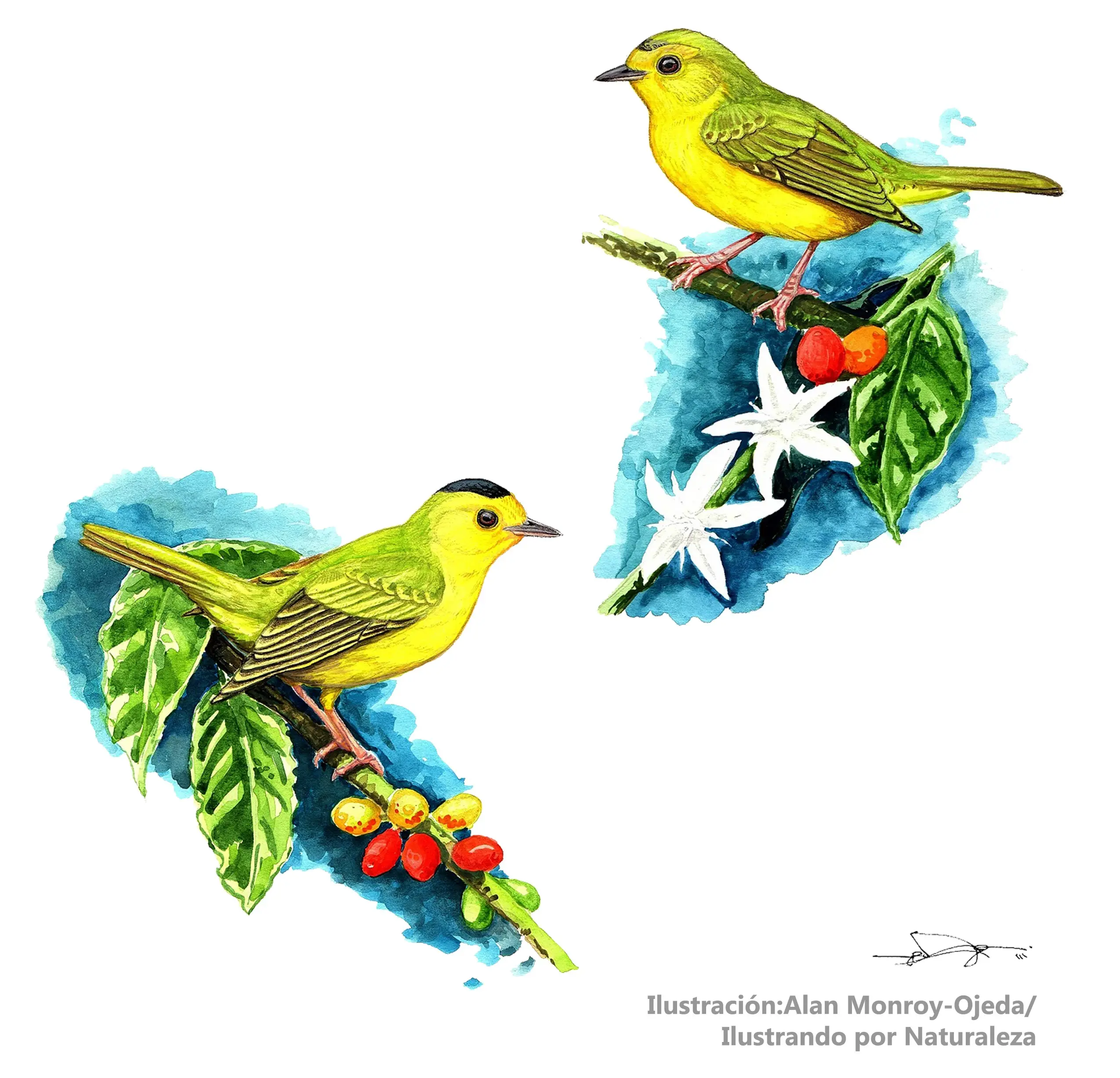 acciones de las aves frente a un estimulo - Cómo responden los organismos a los estímulos del ambiente