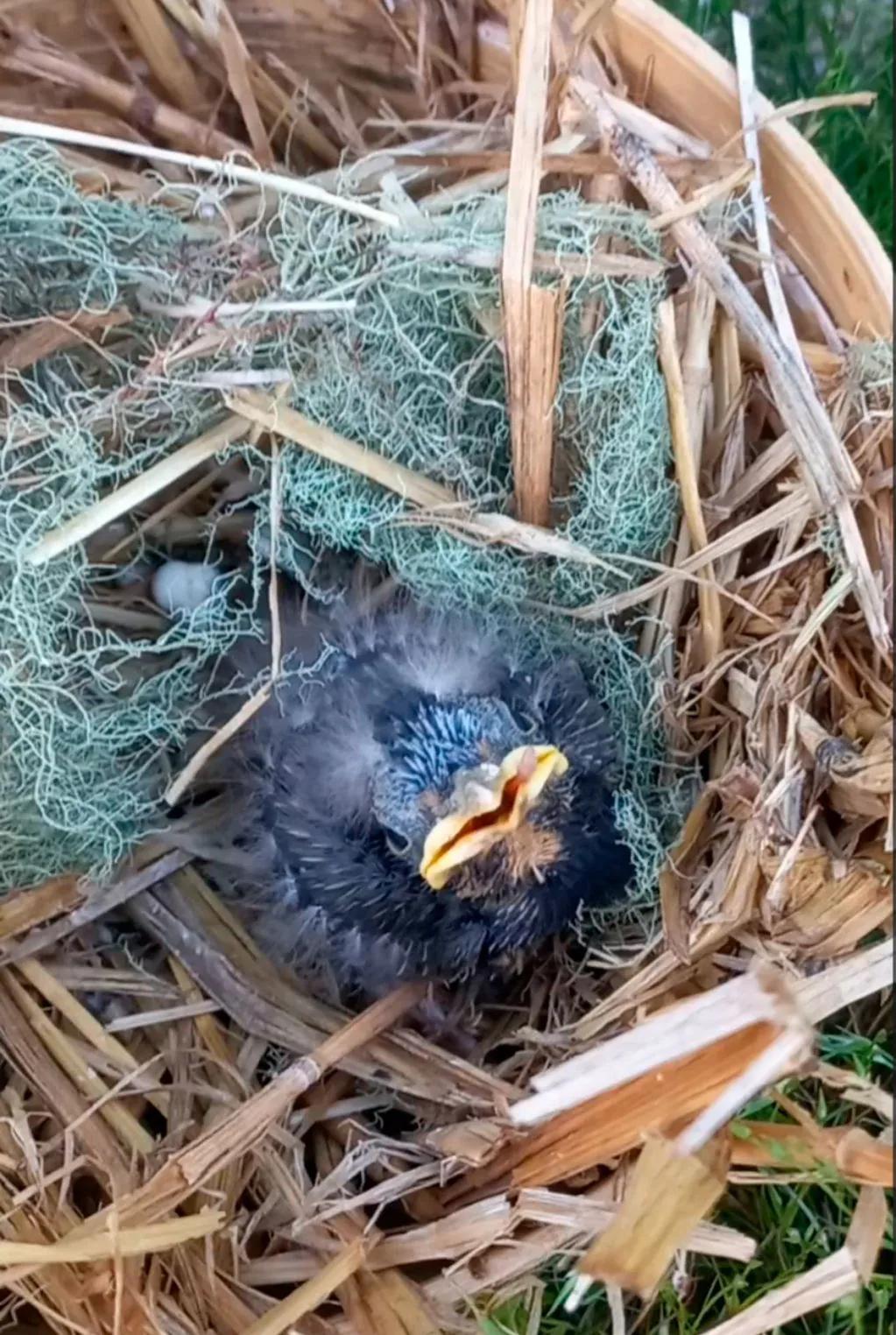 como saber si un pajaro el zorzal abandono el nido - Cómo saber si el nido está abandonado