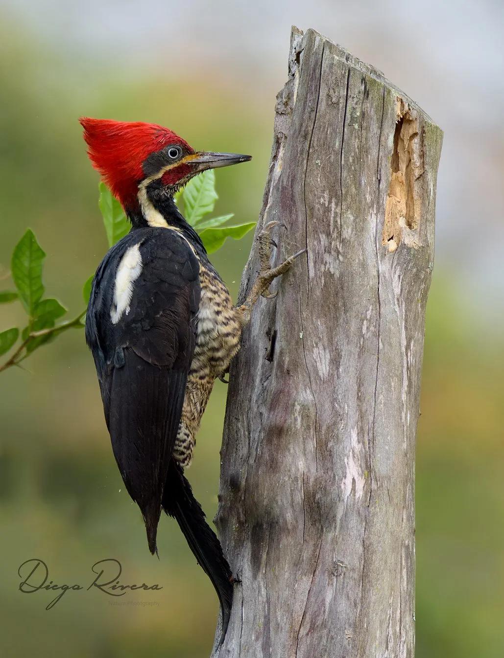 pájaro carpintero real macho - Cómo saber si el pájaro carpintero es macho o hembra