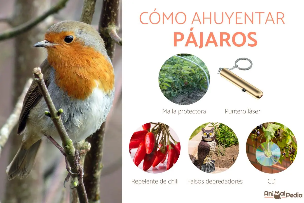 el olor a acetona hace daño a los pajaros - Cómo saber si mi loro está envenenado