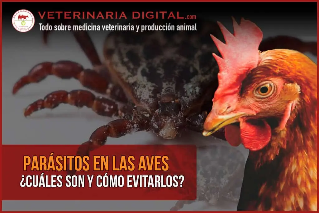 Parásitos de aves en humanos: Una amenaza poco conocida - Cómo saber si tengo psitacosis parasitos de aves en humanos - Cómo saber si tengo psitacosis