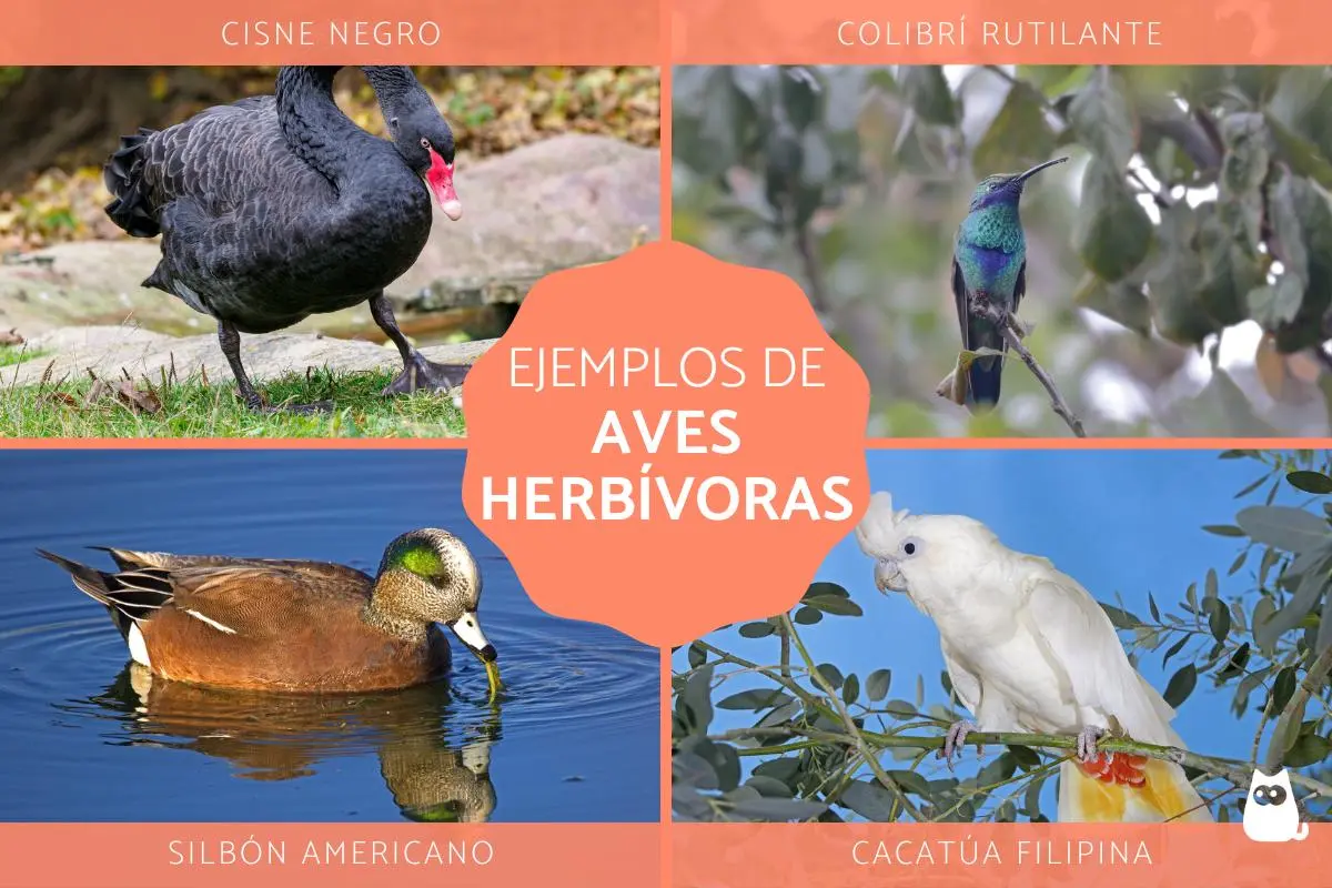 las aves son omnivoros - Cómo saber si un animal es omnívoro