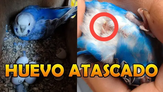 a las aves se le atascan los huevos - Cómo saber si un ave tiene un huevo atascado