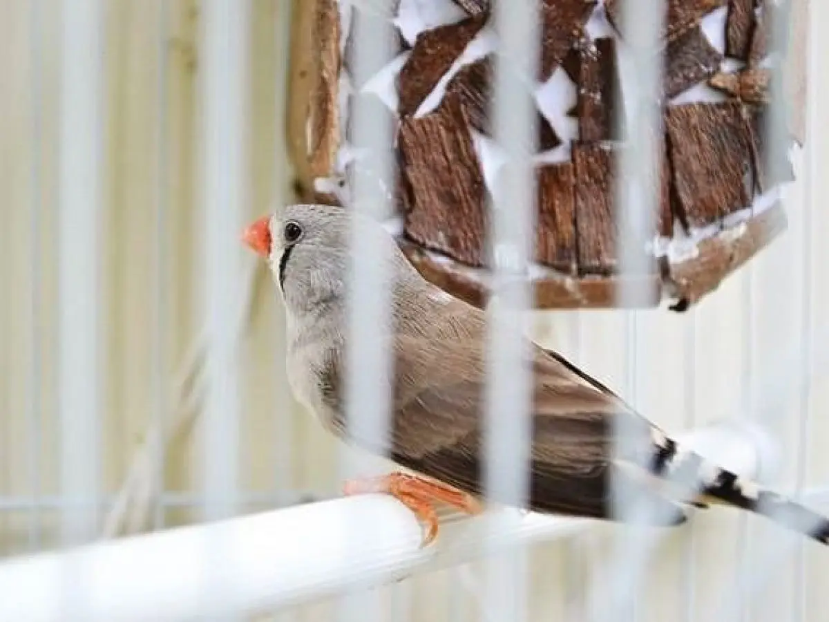 porque los pajaros se inflan - Cómo saber si un canario tiene calor