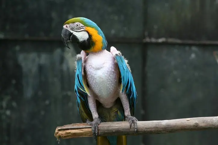 mi loro hace ruidos raros - Cómo saber si un loro tiene gripe