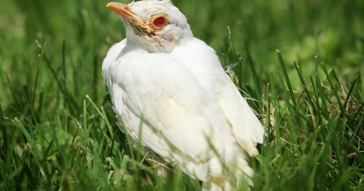 albinismo parcial pajaros - Cómo saber si un pájaro es albino