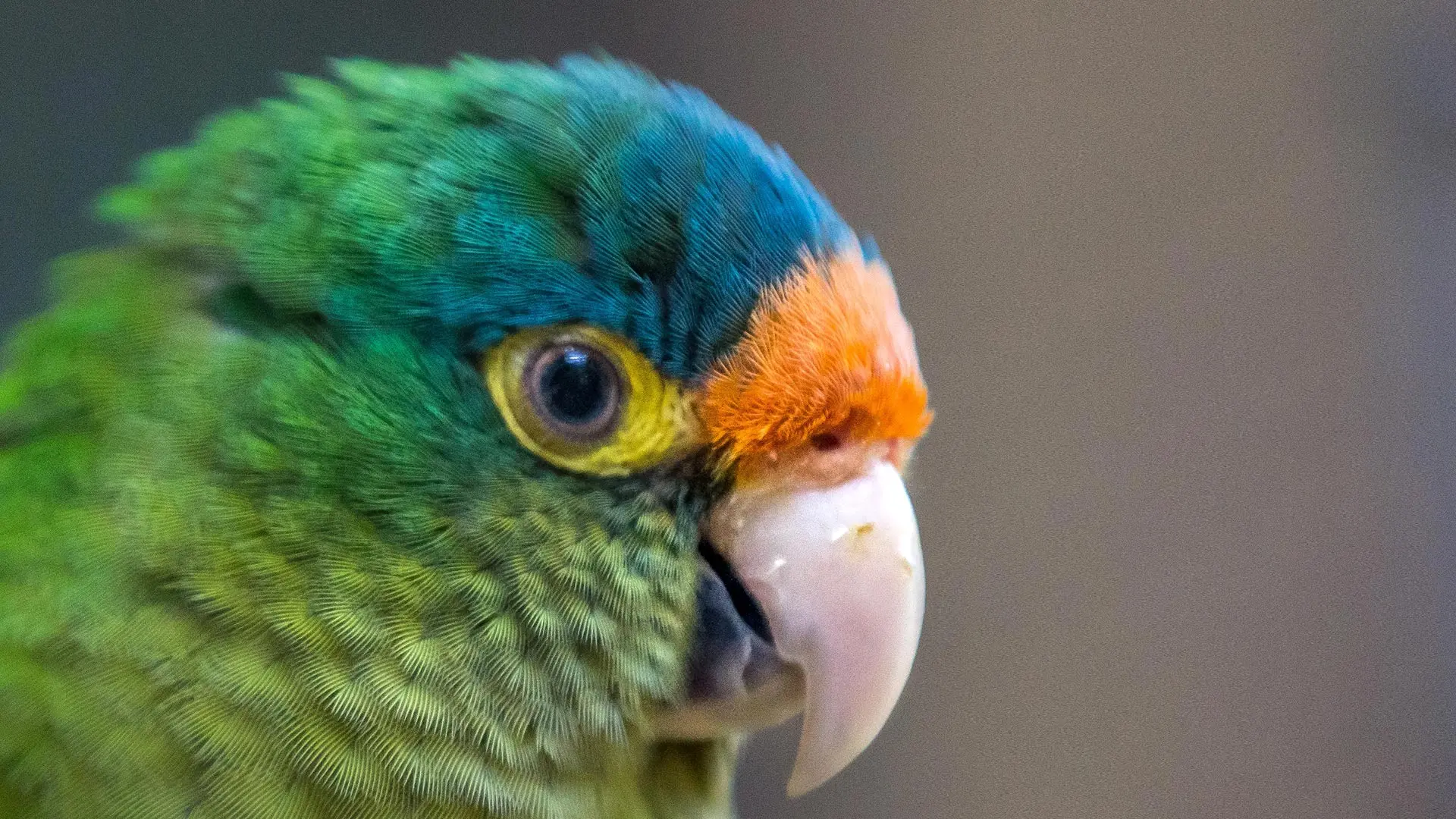 El guacamayo de frente naranja: Un ave exótica y maravilloso - Cómo saber si un perico frente naranja es macho o hembra el guacamayo de frente naranja - Cómo saber si un perico frente naranja es macho o hembra