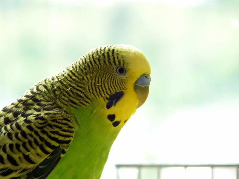 aves pericos verdes - Cómo saber si un periquito verde es macho o hembra