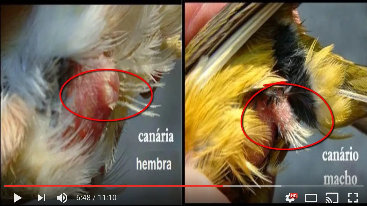 diferencia entre el pajaro picahueso macho y la hembra - Cómo saber si un pica hueso es hembra o macho