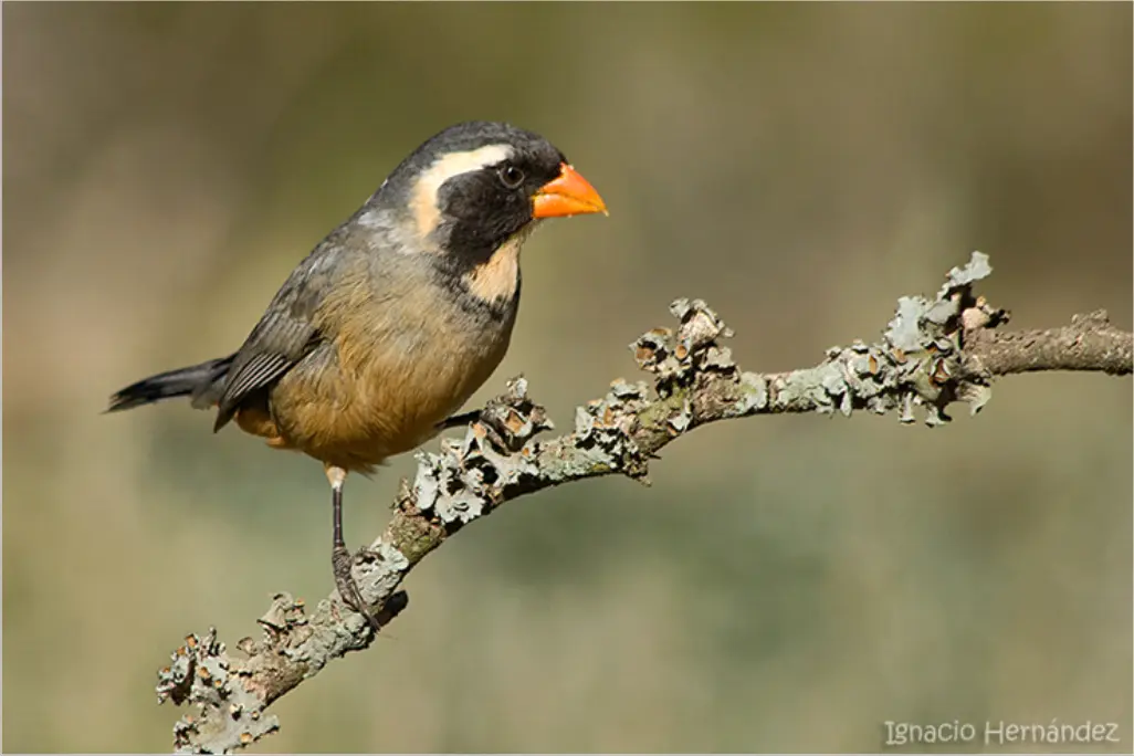 Aves 7cuchillos: Lo que debes aprender sobre estas increíbles aves - Cómo saber si un semillero es macho o hembra aves 7cuchillos - Cómo saber si un semillero es macho o hembra