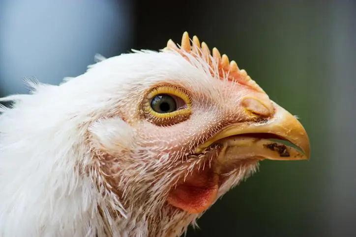 enfermedades de las aves de postura - Cómo saber si una gallina ponedora está enferma