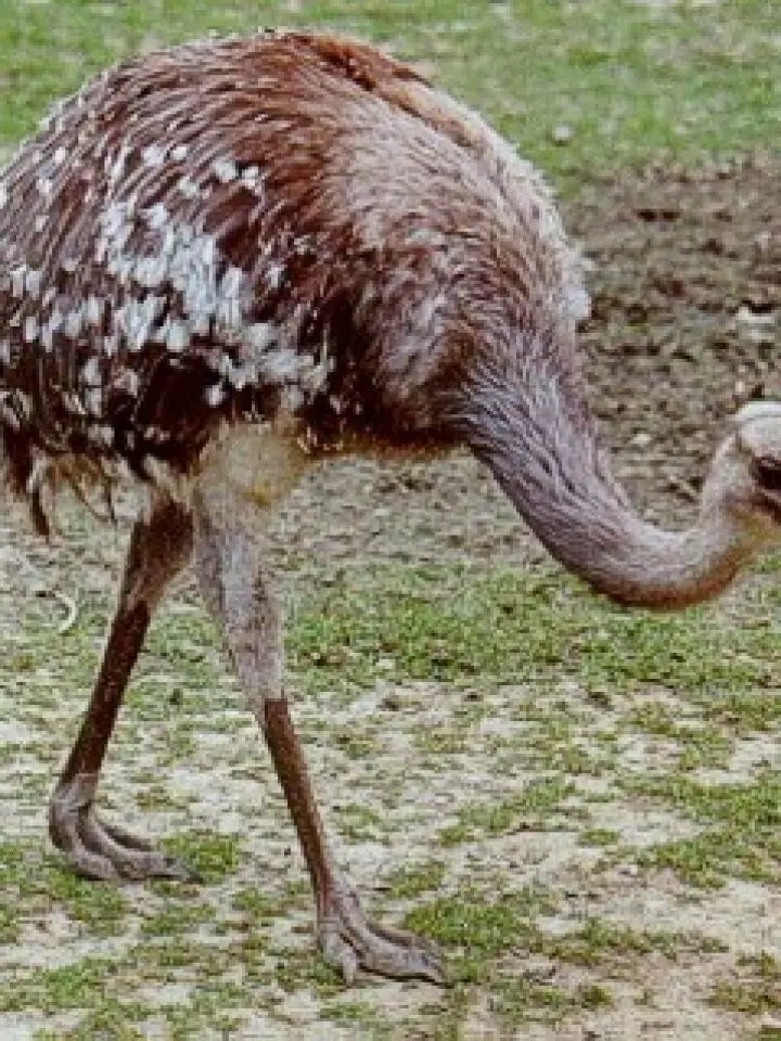 adaptaciones de las aves ñandu - Cómo se adapta el avestruz a su ambiente