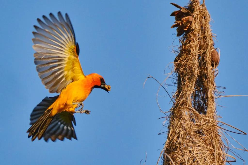 Ceibo con nidos y pájaros - Cómo se adapta el ceibo ceibo con nidos y pajaros - Cómo se adapta el ceibo