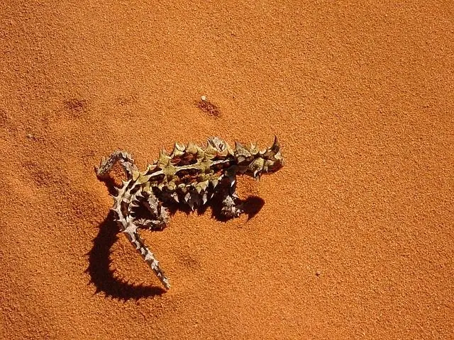 adaptaciones de las aves a ambientes deserticos - Cómo se adaptan los animales en el desierto