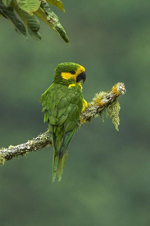 Loros de Cera: Todo sobre estas exóticas aves - Cómo se alimenta el loro orejiamarillo loros de cera - Cómo se alimenta el loro orejiamarillo