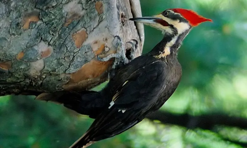 pájaro carpintero donde vive - Cómo se alimenta el pájaro carpintero