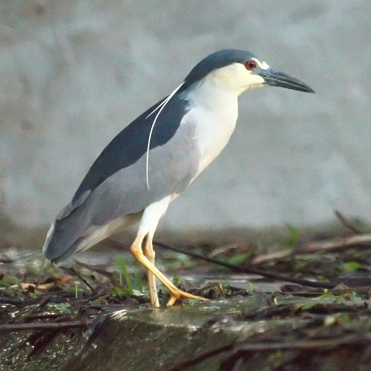 zorro de agua ave - Cómo se alimenta la garza bruja