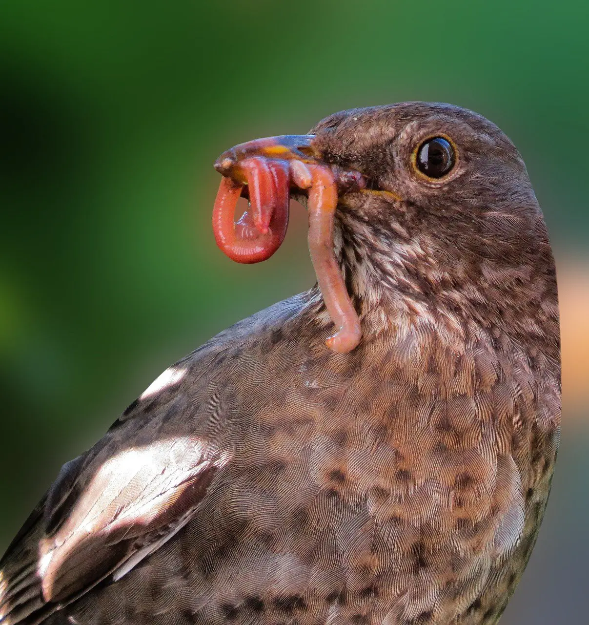 aves comiendo insectos - Cómo se alimentan las aves insectívoras