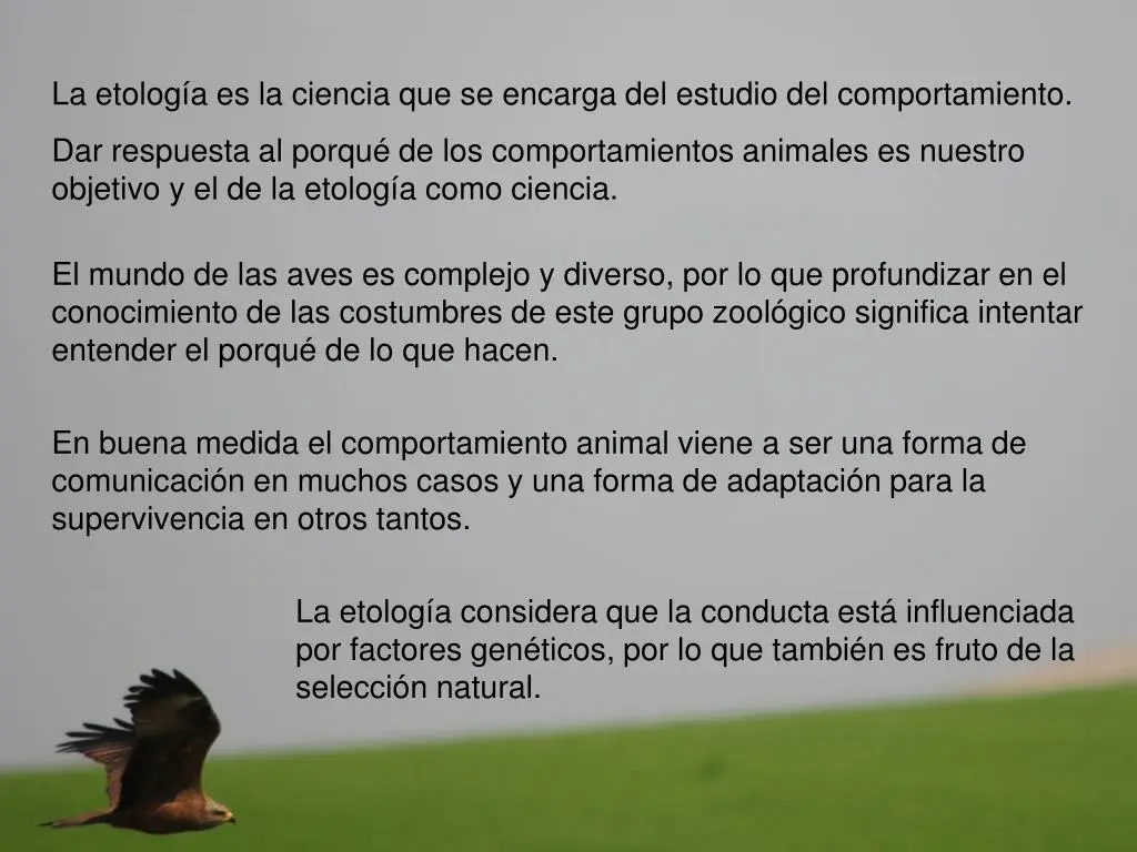 Etología de aves - Cómo se aplica la etologia animal etologia de aves - Cómo se aplica la etologia animal