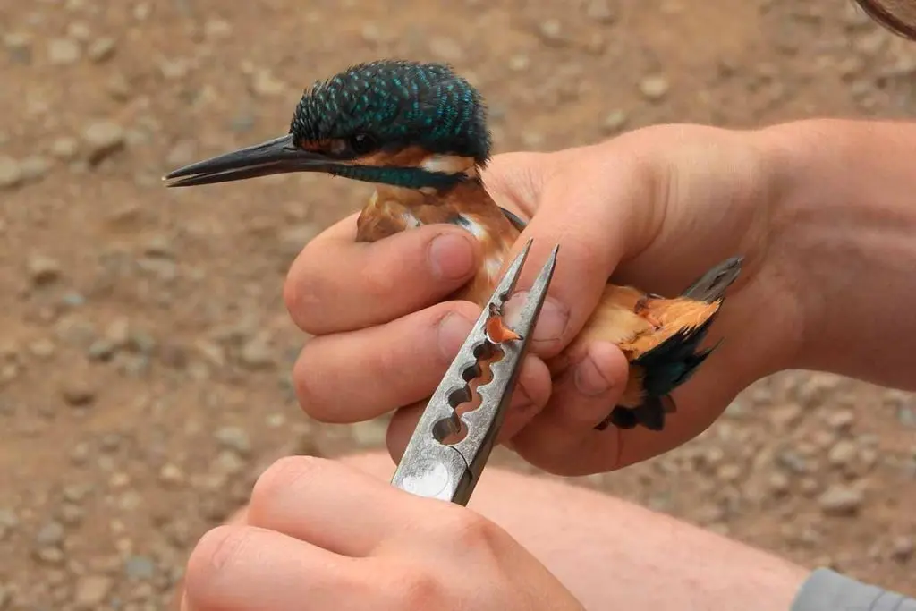 Persona que estudia aves: Un apasionante entorno por descubrir - Cómo se aplica la ornitología en la sociedad persona que estudia aves - Cómo se aplica la ornitología en la sociedad