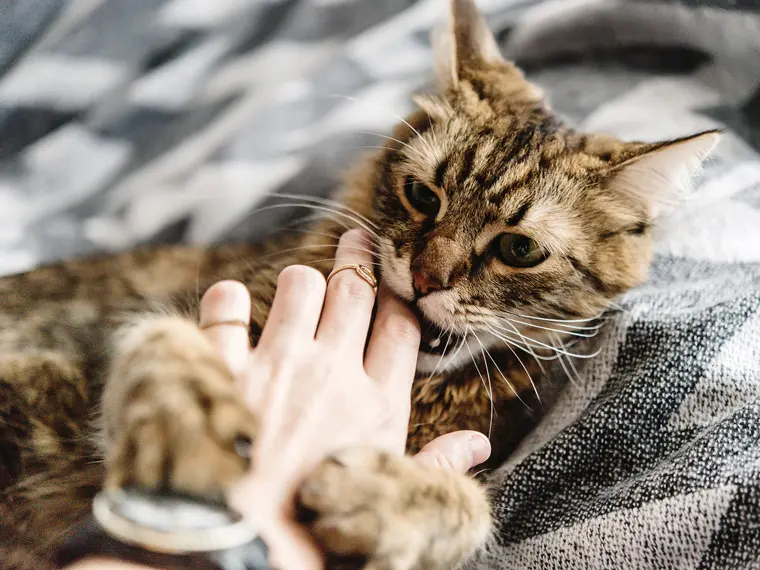 Cómo retar a un gato por cazar pájaros - Cómo se castiga a los gatos como retar a un gato por cazar pajaros - Cómo se castiga a los gatos